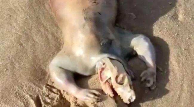 بيدي إنسان وذيل سحلية .. كائن غريب يحير الجميع