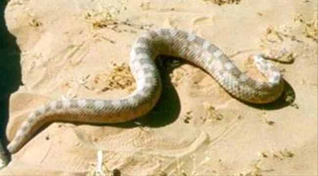 مصر..العثور على جثة حاوي ثعابين في ظروف غامضة