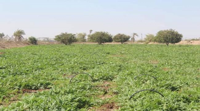 جهود لدعم القطاع الزراعي في دلتا لحج 