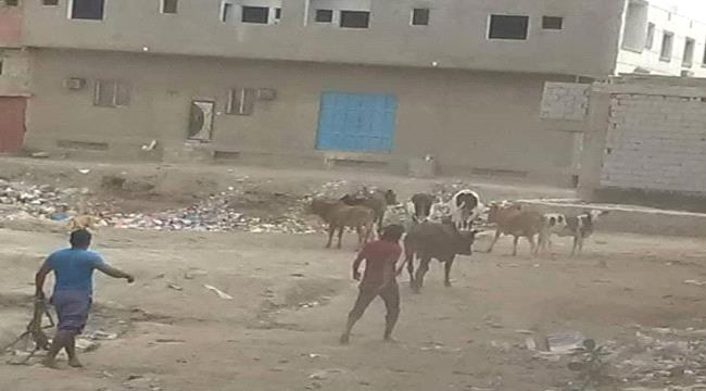 استمرار حملة مكافحة المواشي السائبة في عدن