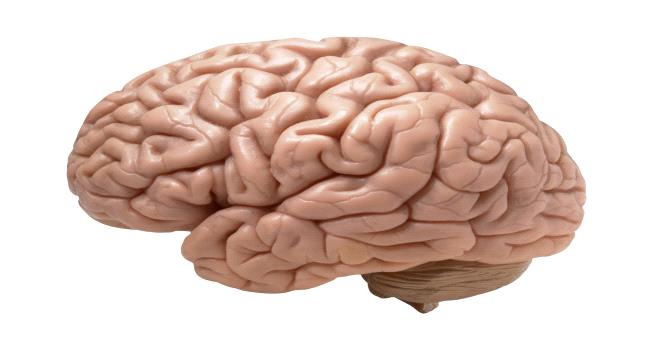 الأدمغة المحتوية على هذا الفيتامين تعمل بشكل أفضل