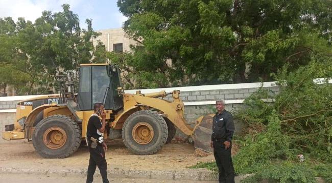بدء حملة إزالة أشجار «السيسبان» في زنجبار أبين