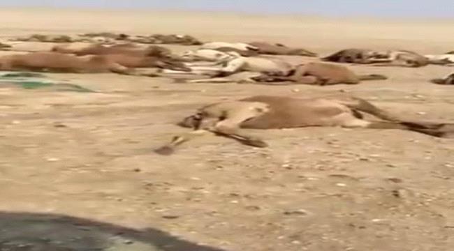 نفوق عشرات الإبل بدولة خليجية لهذا السبب