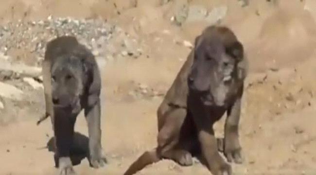 " بين الأسد والكلب " .. حيوانات غريبة تظهر لأول مرة في جبال عربية