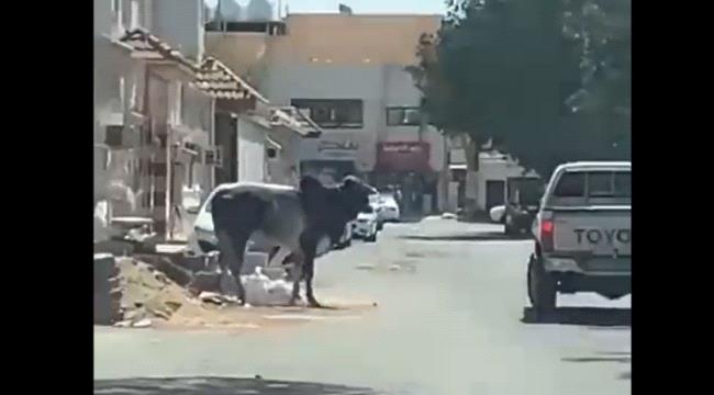 ثور هائج يعيث فساداً في حي سكني بالسعودية - فيديو
