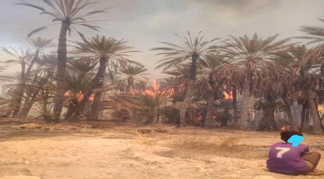 حريق هائل يلتهم مئات أشجار النخيل شرق اليمن