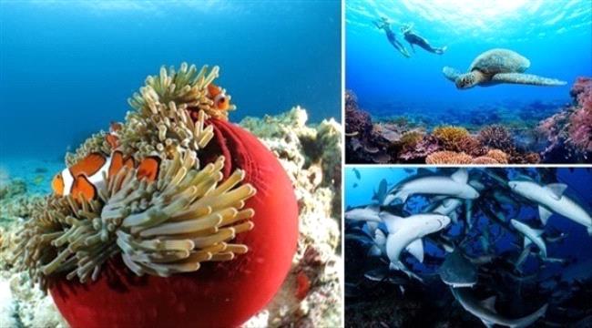 اليابان.. وجهة مثالية لعشاق الغوص