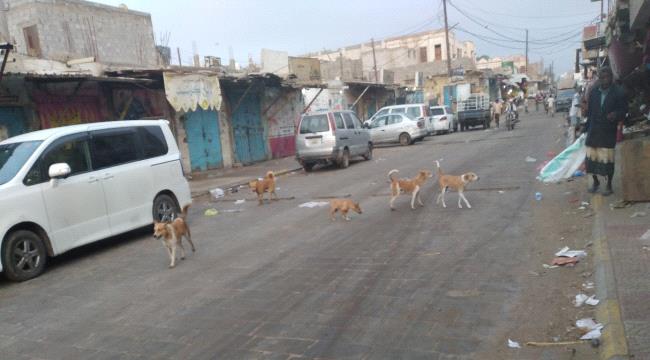 صورة.. الكلاب الضالة تتجول في شوارع حوطة لحج