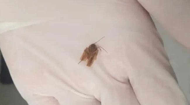 بعد أيام من الألم.. "اكتشاف صادم" داخل أذن رجل