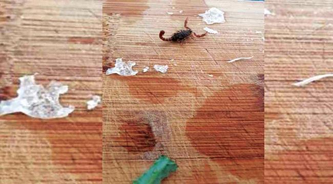 مفاجئة صادمة.. عقرب في البروكلي