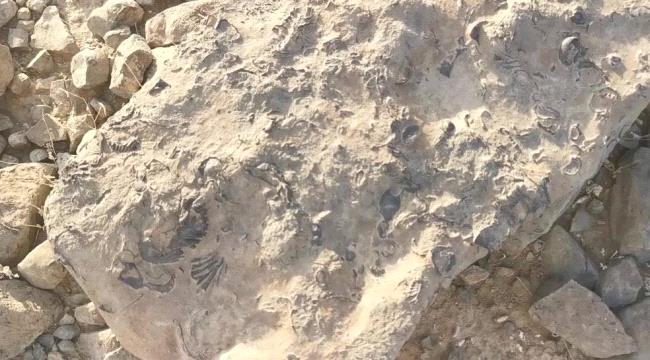 مواطن سعودي يعثر على كنز ثمين عمره 180 مليون سنة في جازان «صور» 