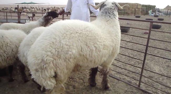 بمناسبة العيد والأضاحي .. 9 فوائد مذهلة لـ " لية أو شحم الخروف "
