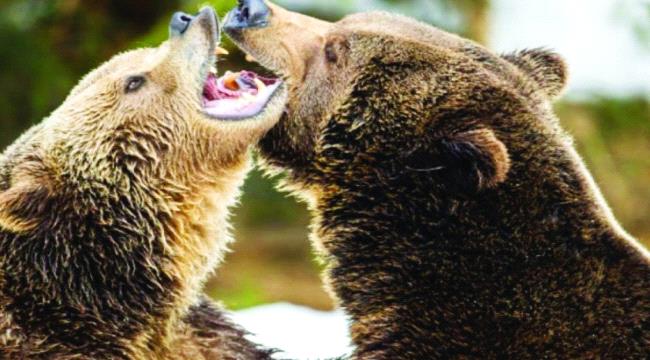 دب ذكر يلفظ أنفاسه بعد مهاجمته أنثى وشبلها
