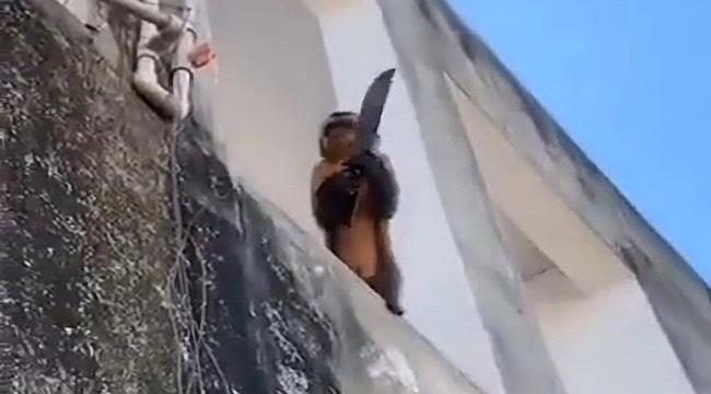 فيديو .. قرد يحمل سكيناً يرعب مدينة بأكملها