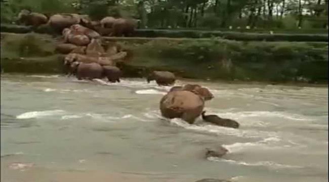 نعمة الأمومة.. شاهد كيف أنقذت الأم فيلها الصغير (فيديو)