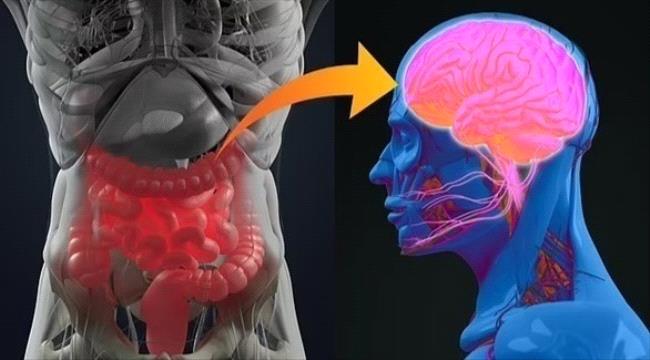 مفتاح وقف الزهايمر في القناة الهضمية وليس الدماغ