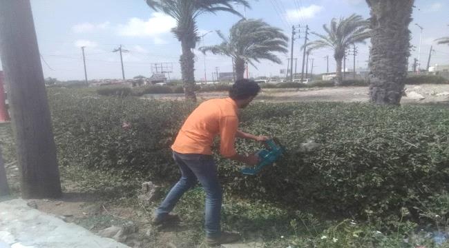 أبين.. بدء أعمال تزيين وقص الأشجار بزنجبار 