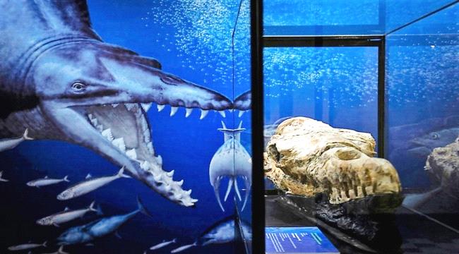 اكتشاف متحجرات عمرها 36 مليون سنة في البيرو