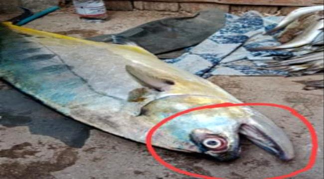 اصطياد سمكة "غريبة" ذات فم ناقص غرب عدن