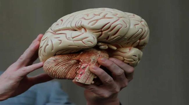 هكذا تبدو أدمغة البشر بعد الأربعين