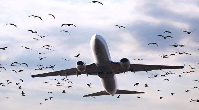 طيور تمنع تحليق الطيران