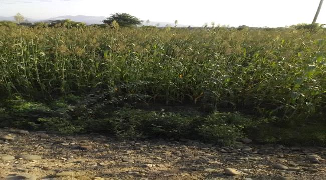 نجاح زراعة القمح في مناطق تبن بلحج