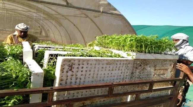 محافظة أبين سلة الجنوب الغذائي