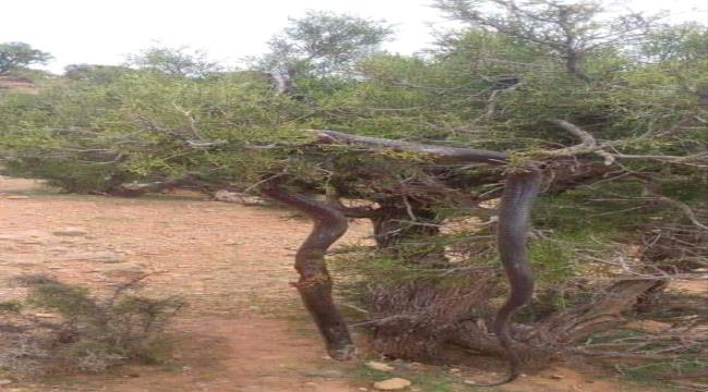 مقتل شاب بعد صراع مع أفعى ضخمة حاولت التهامه (صورة )