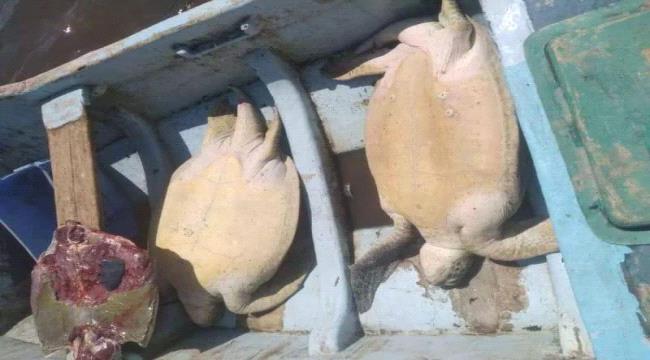 عبث كبير يهدد بانقراض السلاحف اليمنية.. وحماية البيئة تدق ناقوس الخطر