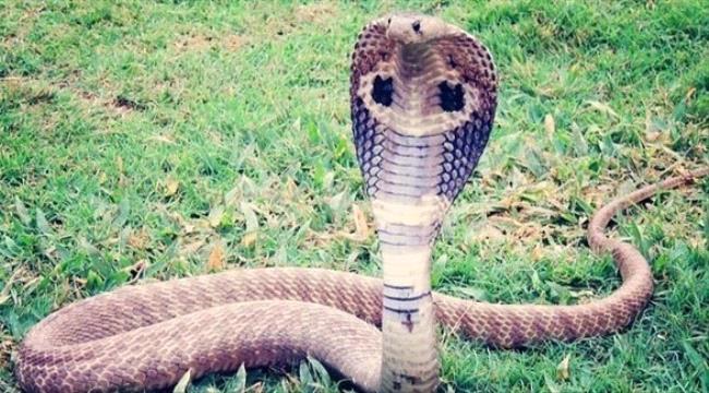 كوبرا هاربة تصبح "نجمة فنون التخفي" في السويد