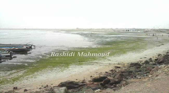 اختفاء أنواع من الطحالب البحرية عن ساحل «بندر فقم» غرب عدن