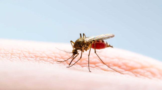 لمنع انتقال الملاريا.. نجاح تعديلات وراثية على البعوض