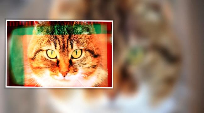 شاهد... قطة تتسلل وتصعد إلى كتف إمام مسجد أثناء صلاة التراويح