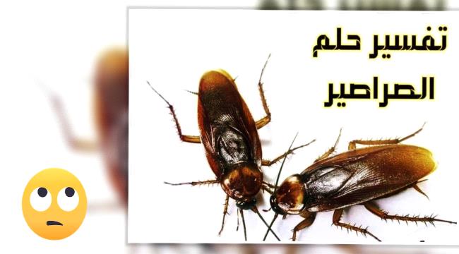 الحشرات والصراصير في المنام