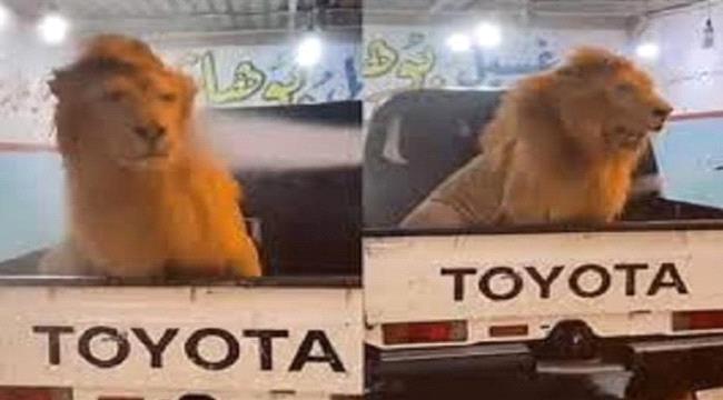 شاب يغسل أسداً ويتحدى أحدا يعمل ما مثله