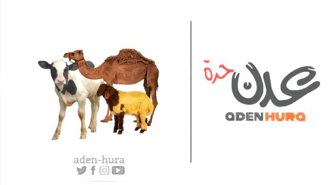 نشرة أسعار المواشي المحلية في عدن الخميس "24 أغسطس"
