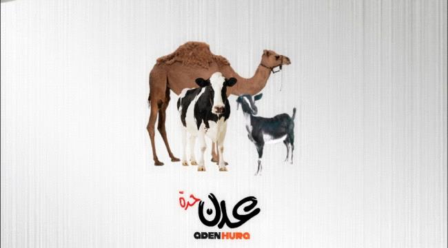 نشرة أسعار المواشي المحلية في عدن صباح الخميس "7 ديسمبر"