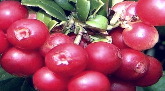 الشاي.. أفضل "5" أنواع مفيدة