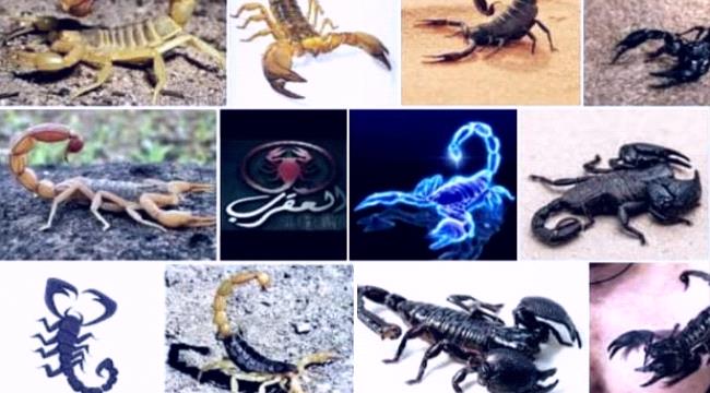 Scorpions ann an aisling a