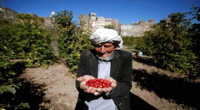 يافع أشهر مناطق جنوب اليمن لزراعة البن ”تقرير“ 