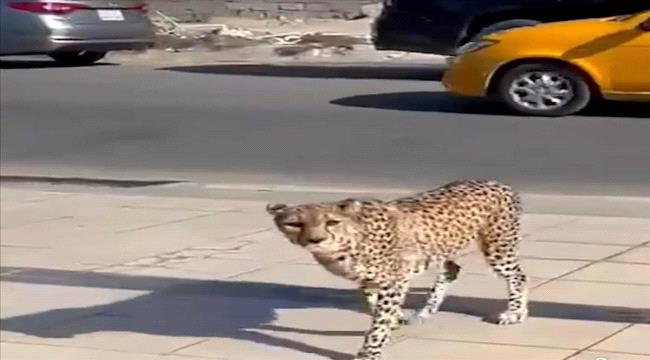 حيوان مفترس يتجول في شوارع منصورة عدن 