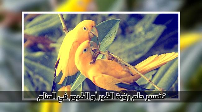 رؤية « الطيور » في المنام .. تفسير حلم الطير