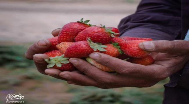 لأول مرة.. الفراولة تُزرع في أبين جنوبي اليمن