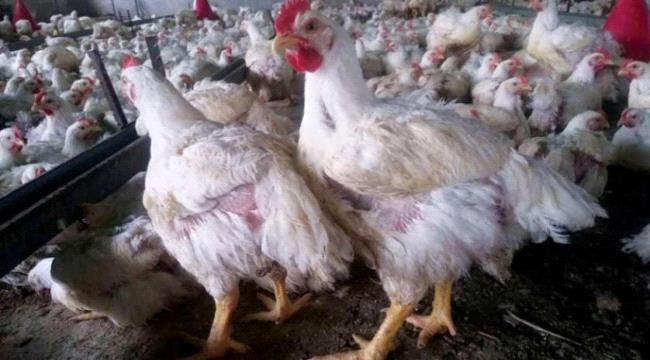 جبايات الانقلابيين الحوثيين في اليمن ترفع أسعار الدجاج