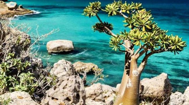 سقطرى اليمنية "بلا قات".. مكاسب مالية وصحية وسياحية