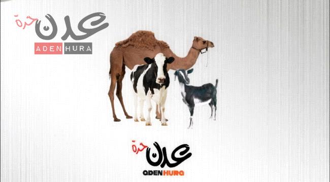 نشرة أسعار المواشي المحلية في عدن صباح الأحد "25 فبراير" 
