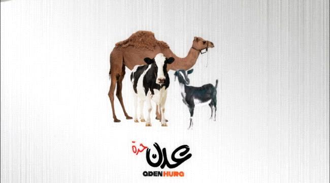 نشرة أسعار المواشي المحلية في عدن صباح الاحد "28 يناير"