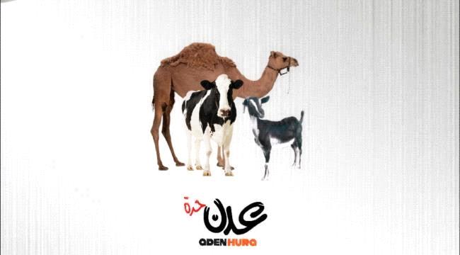 نشرة أسعار المواشي المحلية في عدن صباح الأحد "19 يناير" 