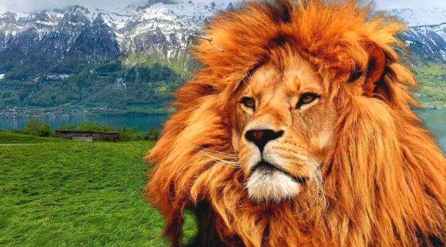 حادثة مروعة بمصر.. أسد يلتهم حارسه بدلاً من وجبته