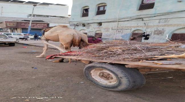 عودة نشاط بائعي الحطب إلى عدن